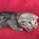 Mau silver female  DOB 11-3-22