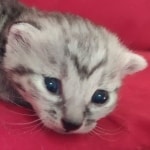 Mau silver female  DOB 11-3-22x