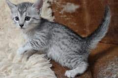 Mau Silver female #2 DOB 11-8-22 big spots