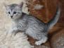 Mau Silver female #2 DOB 11-8-22 big spots