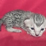 Mau Silver female DOB 11-8-22