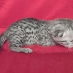 Mau Silver female DOB 11-8-22