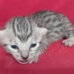 Mau Silver female DOB 11-8-22