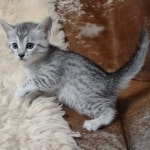 Mau Silver female DOB 11-8-22