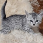 Mau Silver female DOB 11-8-22