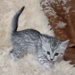 Mau Silver female DOB 11-8-22