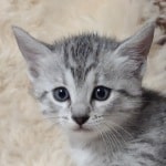 Mau Silver female DOB 11-8-22