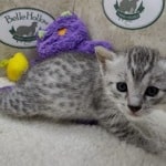 Mau Silver female DOB 11-8-22