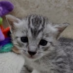 Mau Silver female DOB 11-8-22