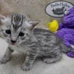 Mau Silver female DOB 11-8-22