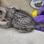 Mau Silver female DOB 11-8-22