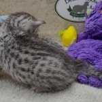 Mau Silver female DOB 11-8-22