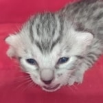 Mau Silver female DOB 11-8-22