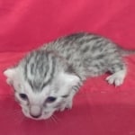 Mau Silver female DOB 11-8-22