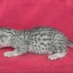 Mau Silver female DOB 11-8-22