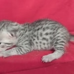 Mau Silver female DOB 11-8-22