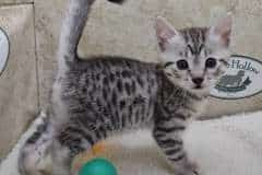 Lana Mau Silver Female #2 DOB 2-20-23