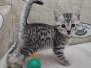 Lana Mau Silver Female #2 DOB 2-20-23