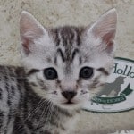 Lana Egyptian Mau Silver female DOB 2/20/23