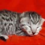 Egyptian Mau Silver female DOB 2-20-23