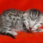Egyptian Mau Silver female DOB 2-20-23