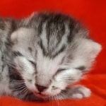 Egyptian Mau Silver female DOB 2-20-23