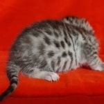 Egyptian Mau Silver female DOB 2-20-23