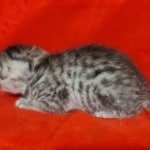 Egyptian Mau Silver female DOB 2-20-23