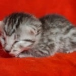 Egyptian Mau Silver female DOB 2-20-23