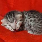 Egyptian Mau Silver female DOB 2-20-23