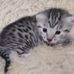 Egyptian Mau Silver female DOB 2-20-23