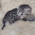 Egyptian Mau Silver female DOB 2-20-23
