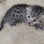 Egyptian Mau Silver female DOB 2-20-23