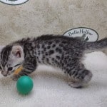 Lana Egyptian Mau Silver female DOB 2/20/23