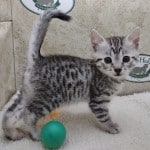 Lana Egyptian Mau Silver female DOB 2/20/23