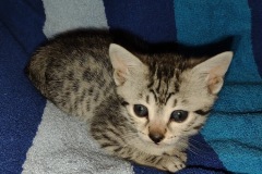 Mau silver female #2 DOB 2-7-22