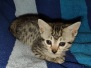 Mau silver female #2 DOB 2-7-22