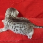 silver female Mau DOB 2-7-22