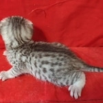 silver female Mau DOB 2-7-22