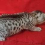 silver female Mau DOB 2-7-22