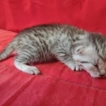 silver female Mau DOB 2-7-22