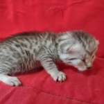 silver female Mau DOB 2-7-22