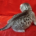 silver female Mau DOB 2-7-22