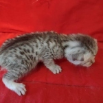 silver female Mau DOB 2-7-22