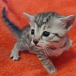 silver female Mau DOB 2-7-22