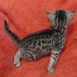 silver female Mau DOB 2-7-22