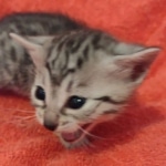 silver female Mau DOB 2-7-22