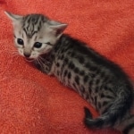 silver female Mau DOB 2-7-22