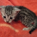 silver female Mau DOB 2-7-22