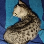 silver female Mau DOB 2-7-22